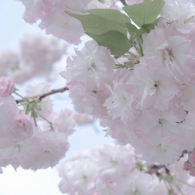 苏尼特左旗FurryQQ群介绍